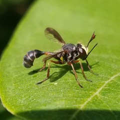 Physocephala marginata