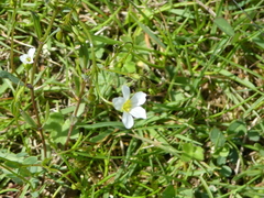Linum catharticum