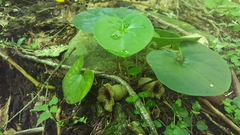 Hexastylis shuttleworthii