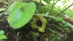 Hexastylis shuttleworthii