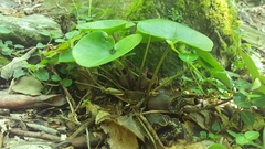 Hexastylis shuttleworthii