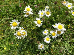 Leucanthemum vulgare