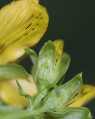 Hypericum × desetangsii