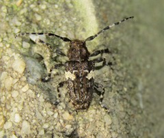 Aegomorphus quadrigibbus