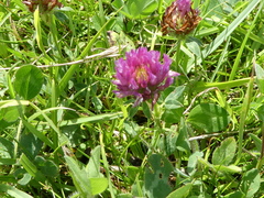 Trifolium pratense