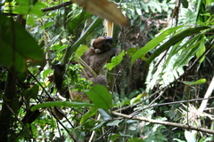 Prolemur simus
