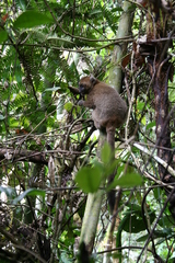 Prolemur simus