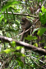 Prolemur simus