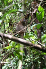 Prolemur simus