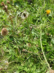 Plantago lanceolata