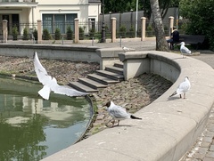 Chroicocephalus ridibundus