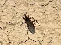 Triatoma rubida