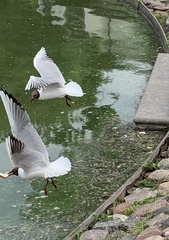 Chroicocephalus ridibundus