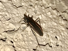 Triatoma rubida