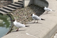 Chroicocephalus ridibundus