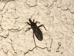 Triatoma rubida