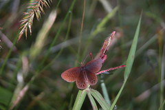 Idioneurula erebioides