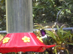 Heliangelus spencei