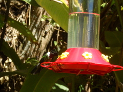 Heliangelus spencei