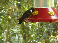 Heliangelus spencei