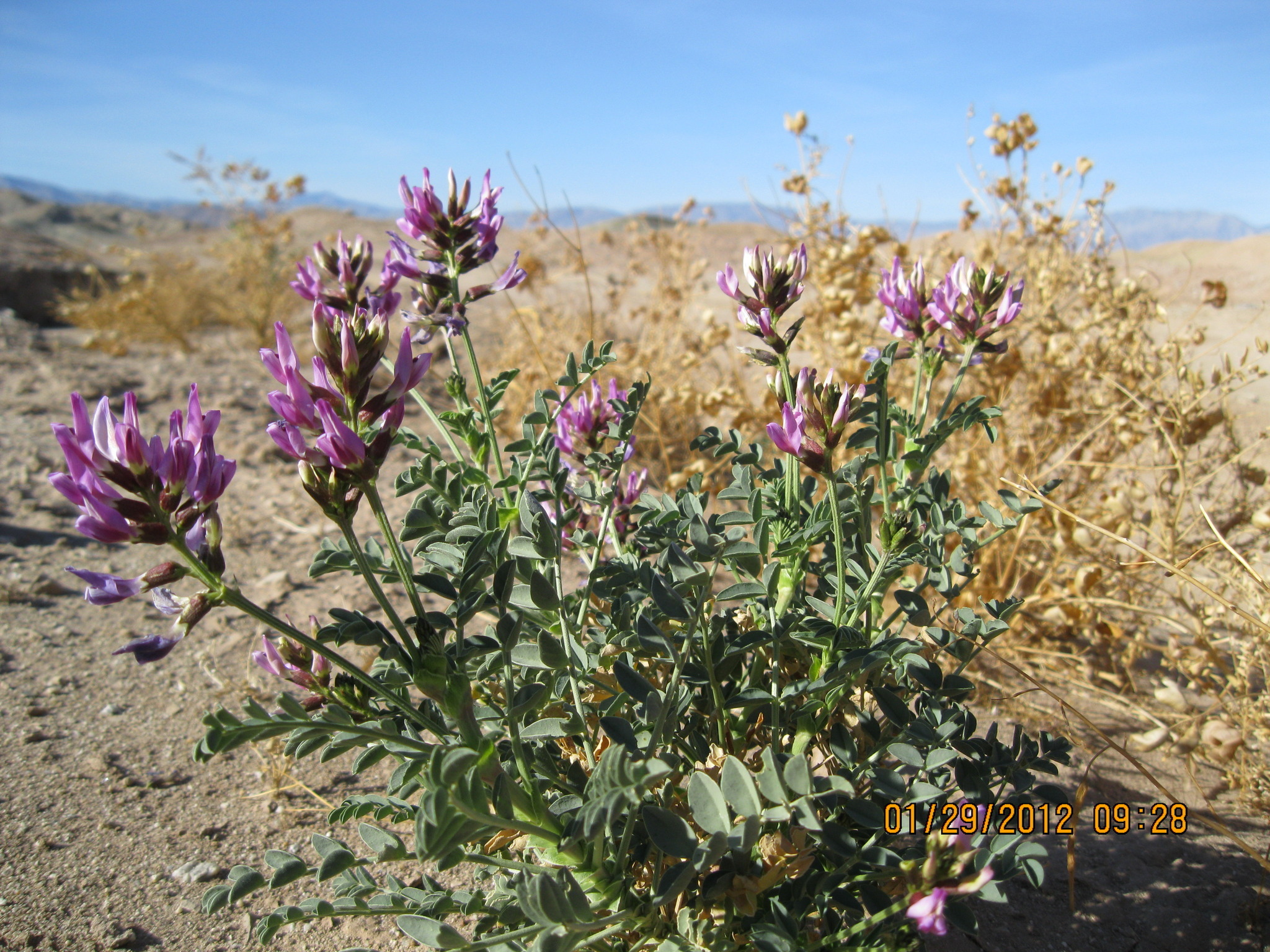 Astragalus crotalariae