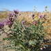 Salton Milkvetch - Photo (c) Ryan Brown, some rights reserved (CC BY-NC-ND), uploaded by Ryan Brown