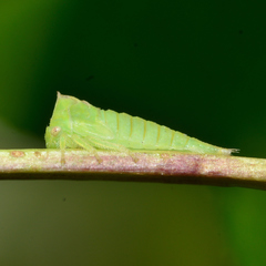 Stictocephala militaris