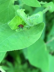 Rhinoncomimus latipes