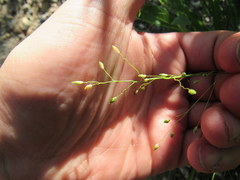 Dichanthelium depauperatum