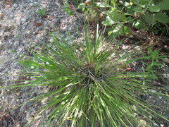 Dichanthelium depauperatum