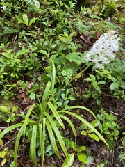 Melanthiaceae