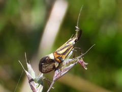 Alabonia staintoniella