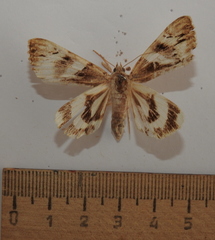 Catocala fulminea