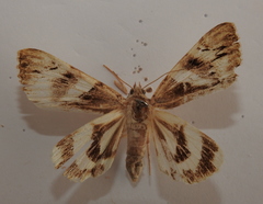 Catocala fulminea