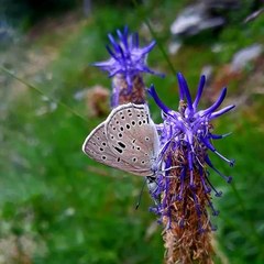 Lycaena alciphron