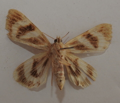 Catocala fulminea