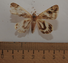 Catocala fulminea