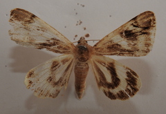 Catocala fulminea