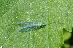 Chrysopa chi
