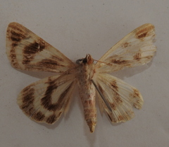 Catocala fulminea