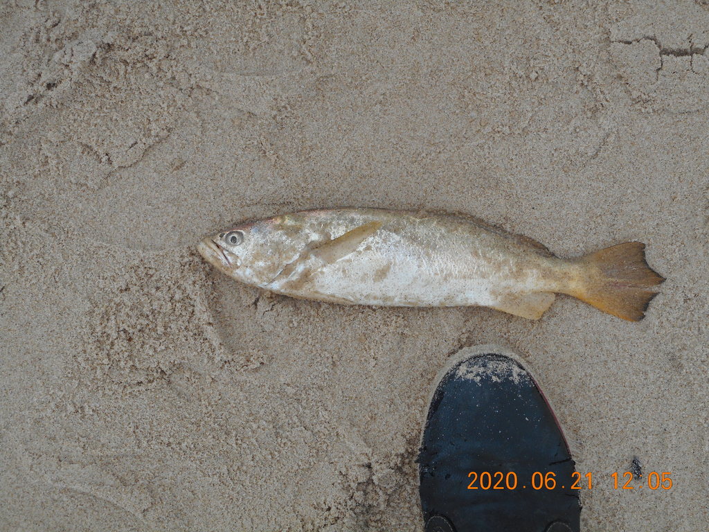 King Weakfish