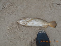 Macrodon ancylodon
