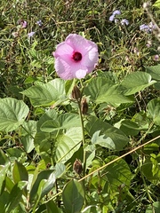 Hibiscus furcellatus