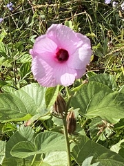 Hibiscus furcellatus