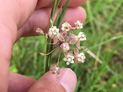Asclepias linearis