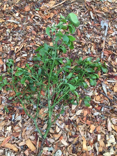 Phoradendron leucarpum image