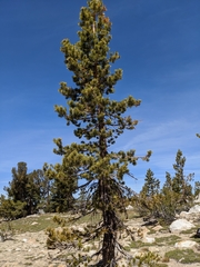 Pinus contorta murrayana