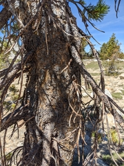 Pinus contorta murrayana