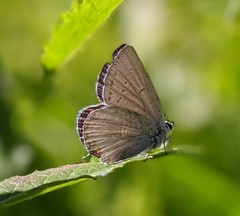 Cupido amyntula