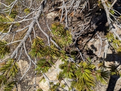 Pinus contorta murrayana